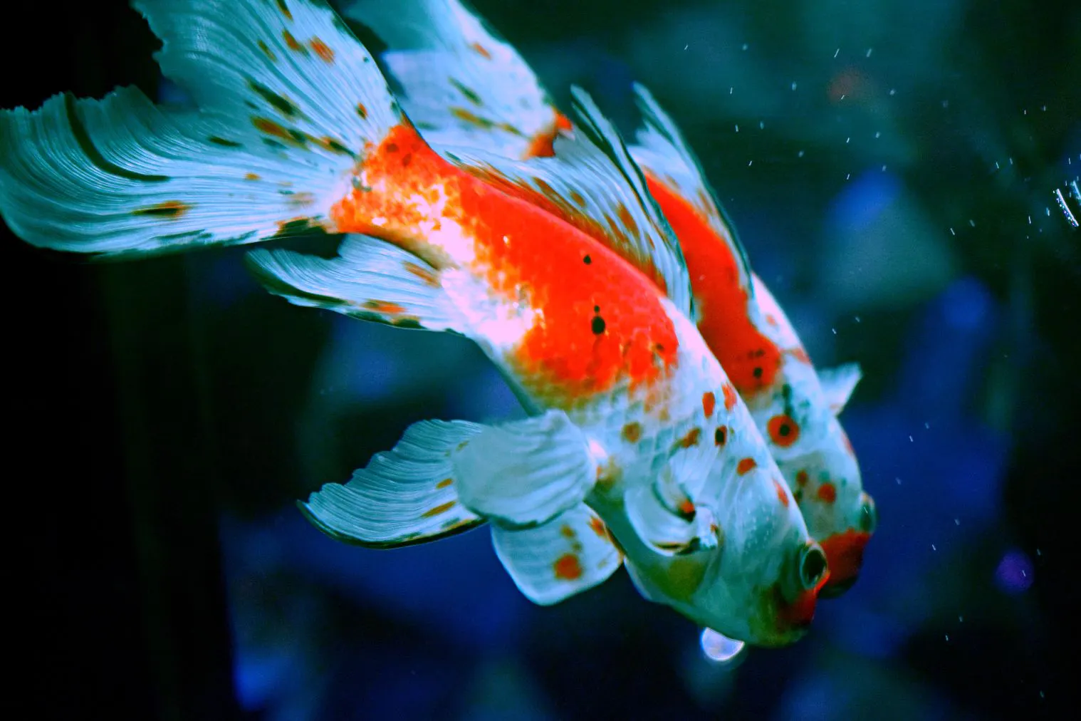 金魚の餌やり体験付き】KINGYO MUSEUM × IKIMONO MUSEUM 共通チケット