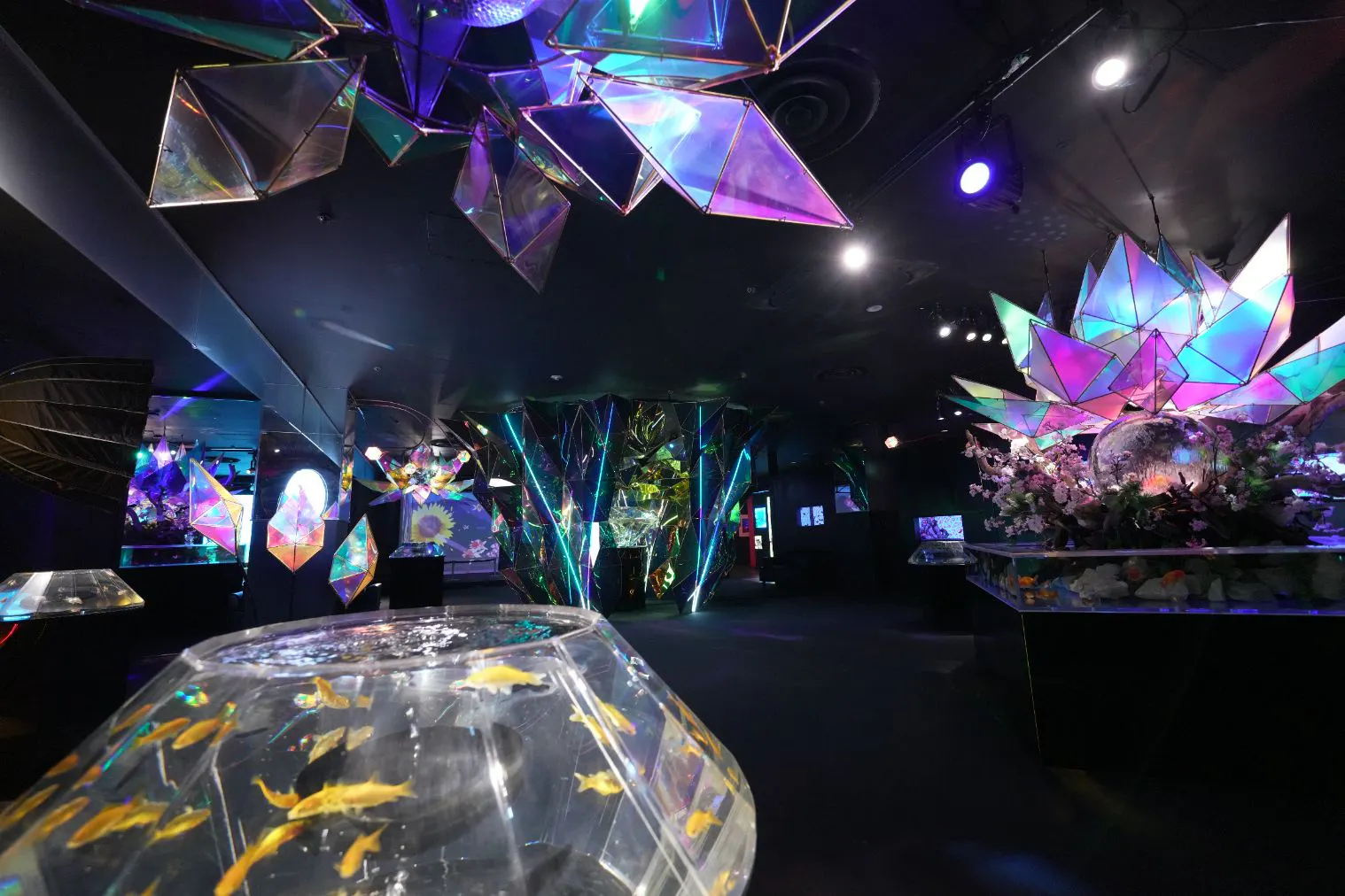 金魚の餌やり体験付き】KINGYO MUSEUM × IKIMONO MUSEUM 共通チケット