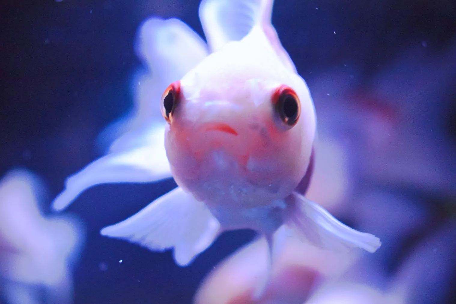 金魚の餌やり体験付き】KINGYO MUSEUM × IKIMONO MUSEUM 共通チケット