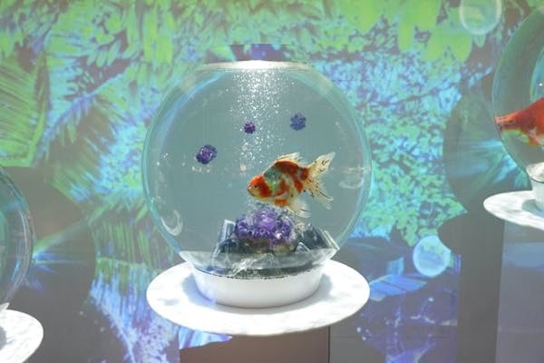 金魚の餌やり体験付き】KINGYO MUSEUM × IKIMONO MUSEUM 共通チケット