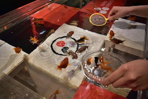 【金魚すくい体験付き】KINGYO MUSEUM × IKIMONO MUSEUM 共通チケット