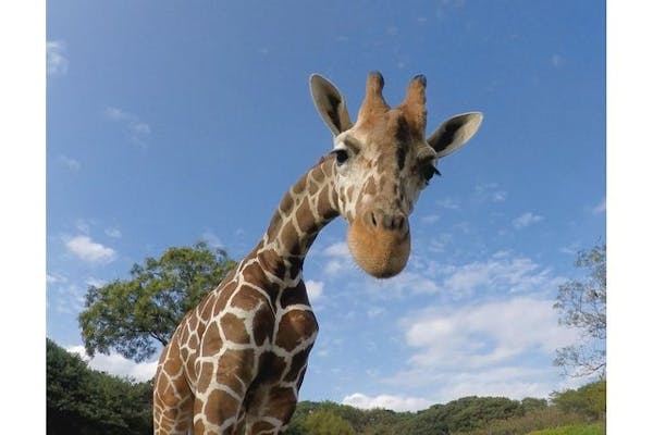 千葉市動物公園 入園オンラインチケット｜アソビュー！