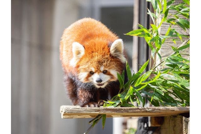 千葉市動物公園　ベビーカーレンタル（モノレールでご来園の方）