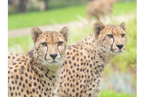 千葉市動物公園　入園オンラインチケット