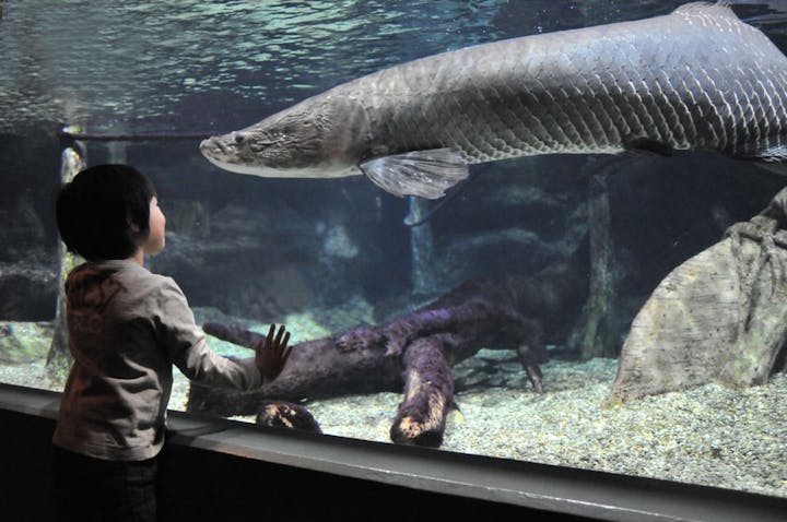 世界淡水魚園水族館　アクア・トトぎふ