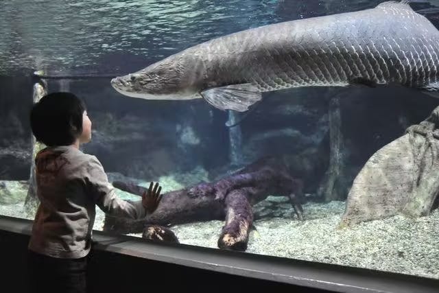 ぬいぐるみくじ付きチケット - 世界淡水魚園水族館 アクア・トトぎふ