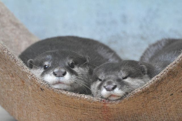 ぬいぐるみくじ付きチケット - 世界淡水魚園水族館 アクア・トトぎふ
