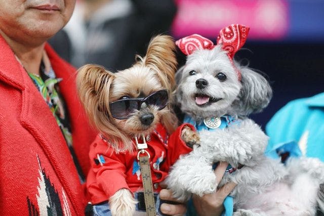 わんにゃん thaW5gnK_200x200.jpg