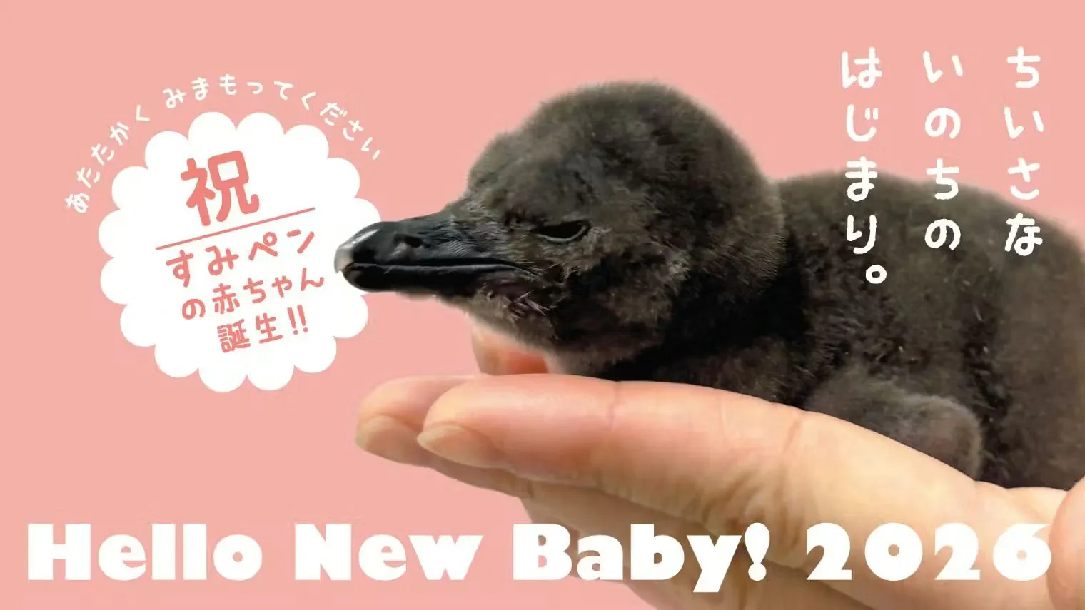 すみだ 水族館 割引