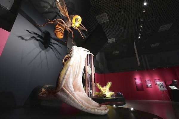見事な創造力 毒展 招待券 1枚 大阪市立自然史博物館 ネイチャーホール
