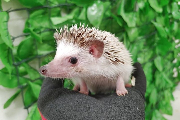 いきもの探検隊上尾