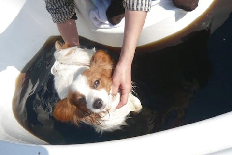 【7/1(土)・愛犬たちが大集合】カーニバルヒルズのワンワンデー