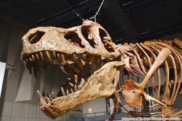 特別展「恐竜博2023」 2023年3月14日（火）～6月18日（日） 国立科学 