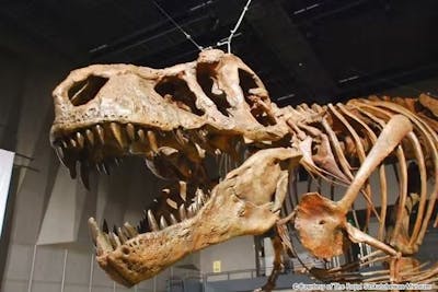 ●普通郵便 国立科学博物館 上野 恐竜博 2023 期限付き 無料 観覧券 ペア