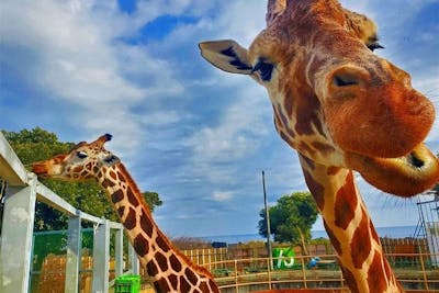 【当日券】日立市かみね動物園 入園オンラインチケット