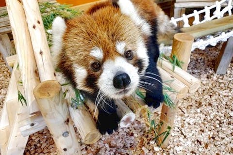 かみね動物園 安い ペット同伴