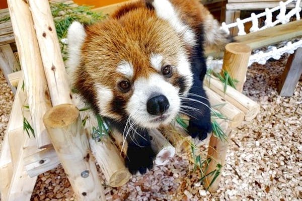 【お得な前売券】日立市かみね動物園 入園オンラインチケット