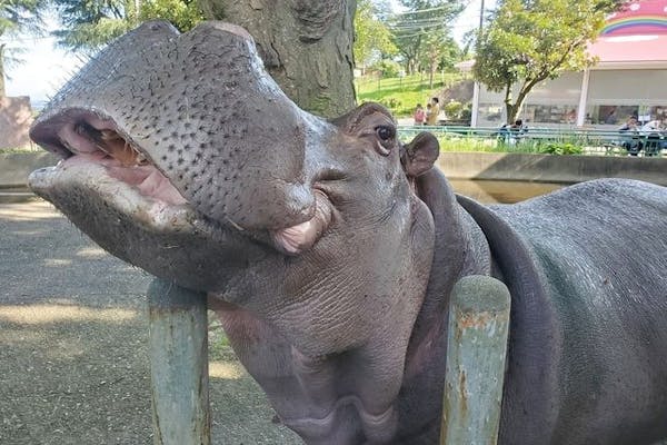 かみね動物園 安い ペット同伴