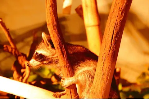 8/11(火)～8/16(日)【夜の動物園：当日券】日立市かみね動物園（朝から夜まで入園OK！）