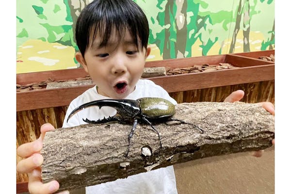 カブト・クワガタふれあいの森 in 仙台 2025 入場チケット｜アソビュー！