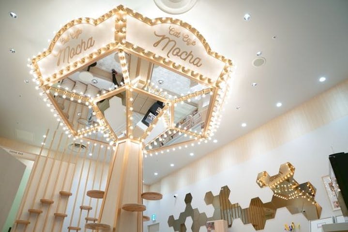 猫カフェモカ　イオンモール東久留米店