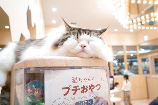 超特割！【平日・20％割引】猫カフェモカ イオンモール東久留米店 入場