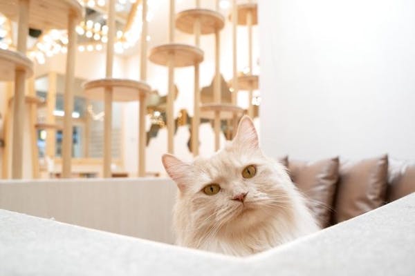 超特割！【平日・20％割引】猫カフェモカ イオンモール東久留米店 入場