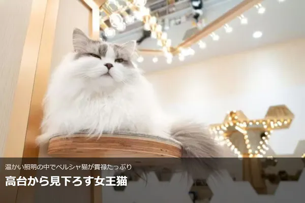超特割！【平日限定・20％割引】猫カフェモカ イオンモール東久留米店