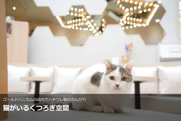 超特割！【平日限定・20％割引】猫カフェモカ イオンモール東久留米店