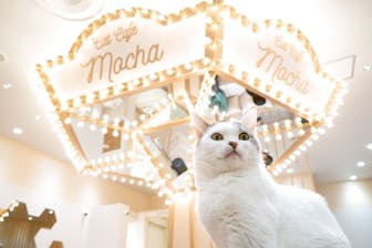 20%割引】猫カフェモカ イオンモール東久留米店｜割引チケット