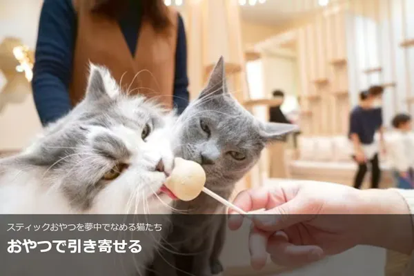 超特割！【平日限定・20％割引】猫カフェモカ イオンモール東久留米店