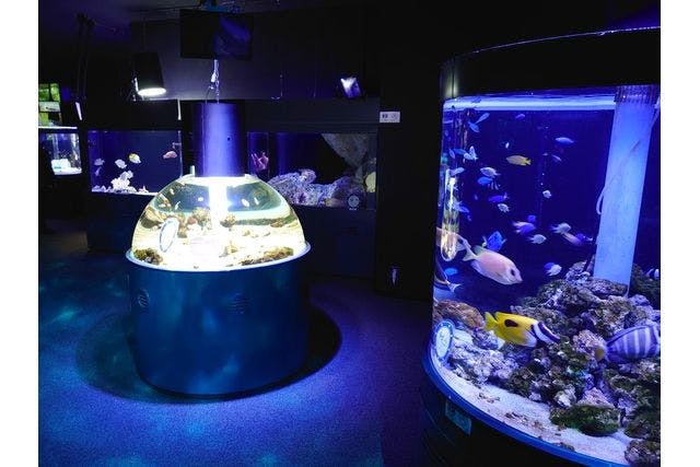 くしろ水族館ぷくぷく　入場チケット