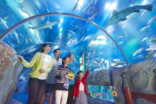 【当日券】レゴランド＋シーライフ名古屋”見て、さわって、学んで” 体験できる水族館 コンボパスポート