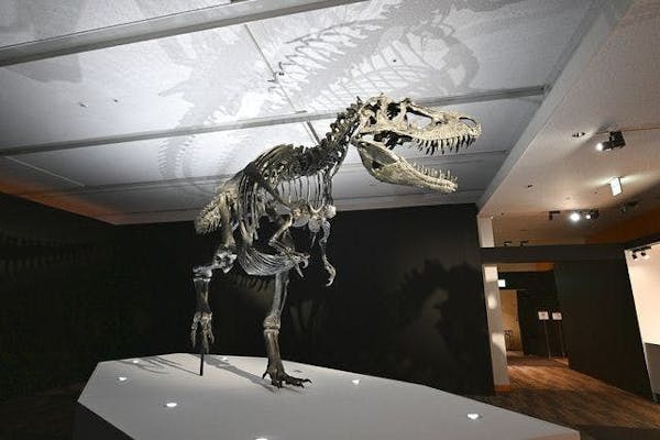 当日・平日夜】DinoScience 恐竜科学博 2023@TOKYO MIDTOWN｜アソビュー！