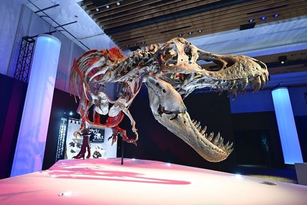 【当日・土日祝・特定日】DinoScience 恐竜科学博 2023@TOKYO