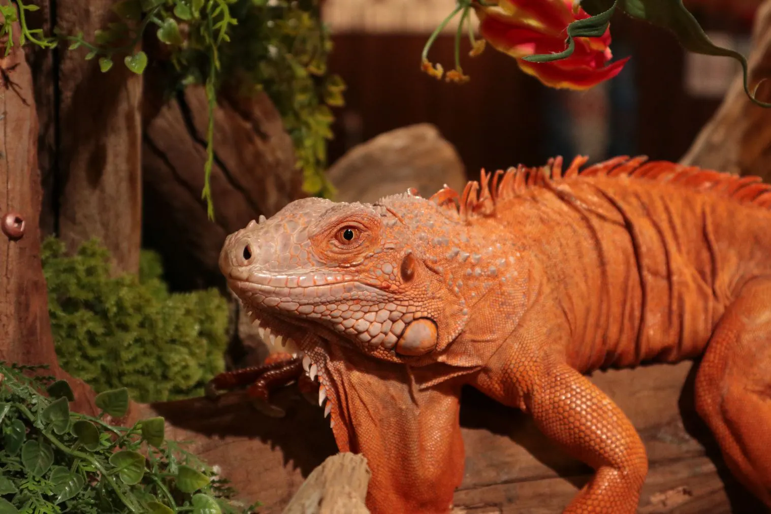 スマホで入場OK】珍しい生き物に会える！NARA IKIMONO MUSEUM 入場券