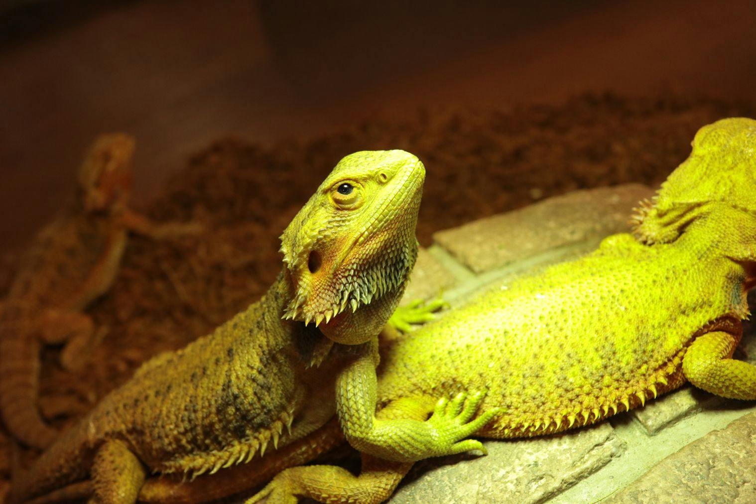 【スマホで入場OK】珍しい生き物に会える！NARA IKIMONO MUSEUM 入場券