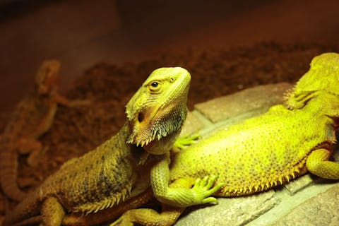 【スマホで入場OK】珍しい生き物に会える！NARA IKIMONO MUSEUM 入場券