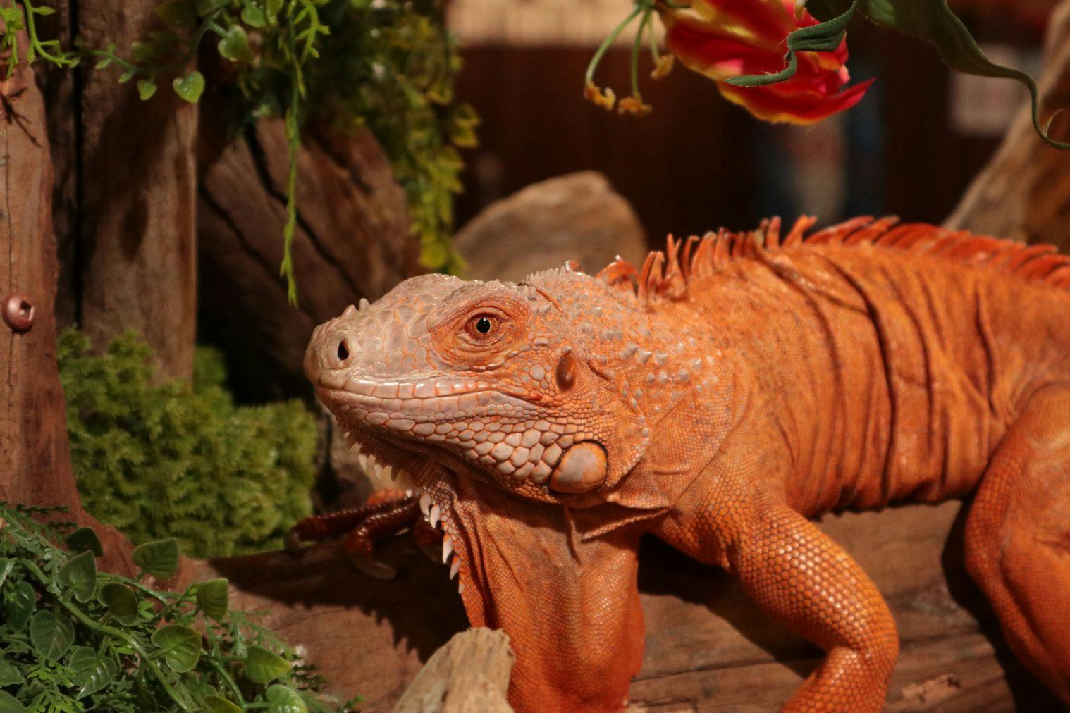 NARA IKIMONO MUSEUM × NARA KINGYO MUSEUM 共通チケット