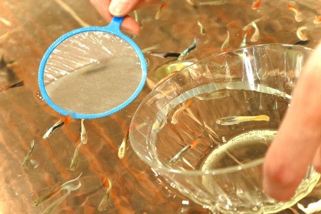 【熱帯魚すくい付き】2館共通券（奈良いきものミュージアム × 奈良金魚ミュージアム）