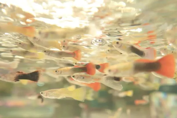 熱帯魚すくい付き】2館共通券（奈良いきものミュージアム × 奈良金魚