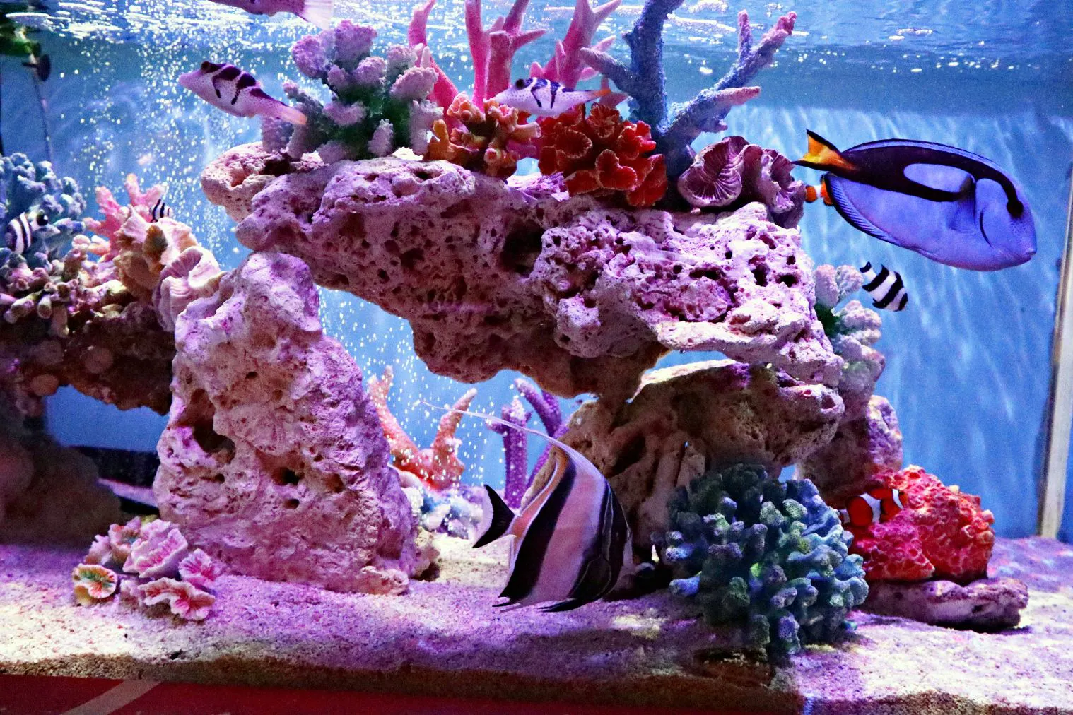 熱帯魚すくい付き】2館共通券（奈良いきものミュージアム × 奈良金魚