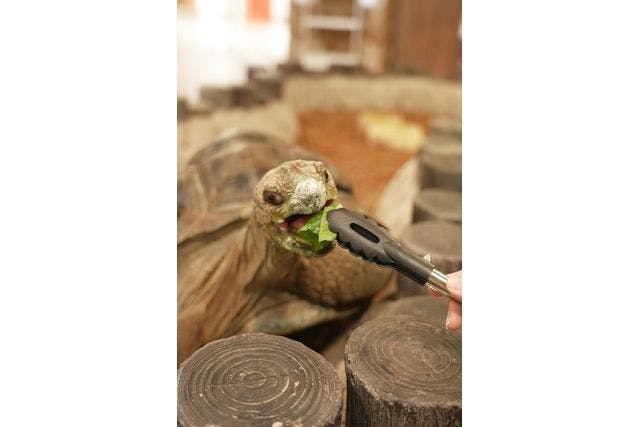 【いきもの餌やり体験付き】2館共通券（奈良いきものミュージアム × 奈良金魚ミュージアム）