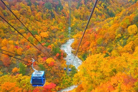 苗場ドラゴンドラ／田代ロープウェー乗車券　～感動の秋色空中散歩へ～