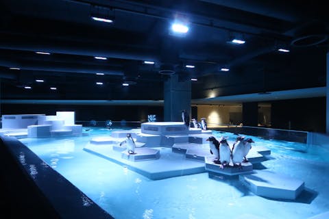 AOAO SAPPORO 入館券（障がい者割）※当日証明書確認