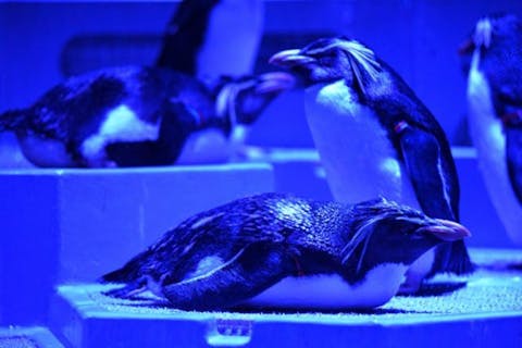 【最大700円割引】札幌名物シメパフェなどが選べる！17時以降限定入場券「水辺の夜ふかしチケット」