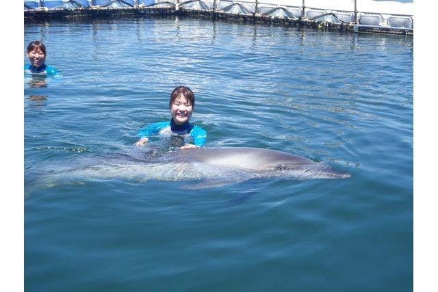 日間賀島ドルフィンビーチ　イルカと泳ごう体験チケット