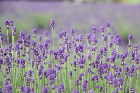 【100円割引】たんばらラベンダーパーク　入園券