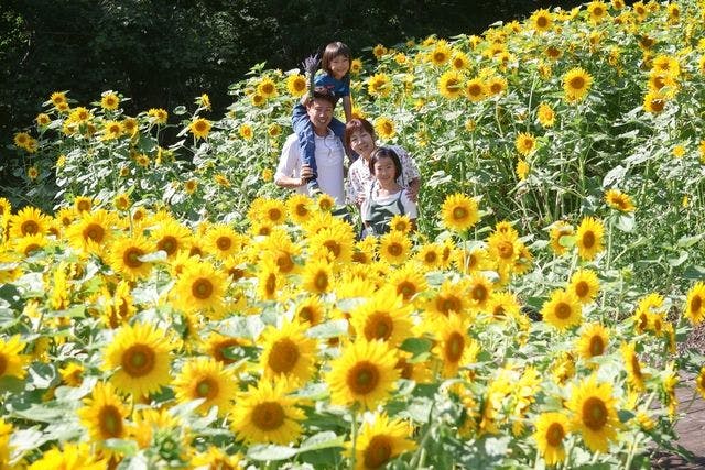 10%割引】たんばらラベンダーパーク 入園券｜アソビュー！