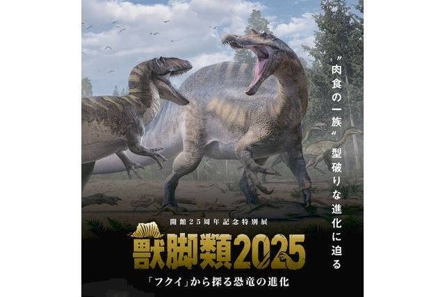 特別展＋常設展 観覧券